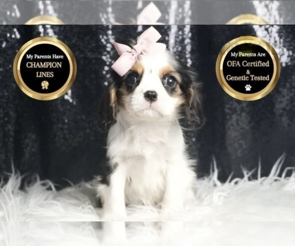 Medium Photo #2 Cavalier King Charles Spaniel Puppy For Sale in WARSAW, IN, USA