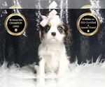 Small #1 Cavalier King Charles Spaniel