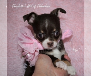 Chihuahua Puppy for sale in HAMPTON, VA, USA