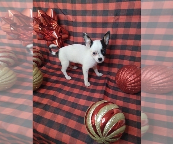 Medium Photo #8 Chihuahua Puppy For Sale in INDIANAPOLIS, IN, USA