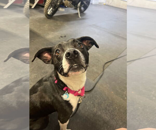 Medium Photo #16 Mutt Puppy For Sale in Derwood, MD, USA