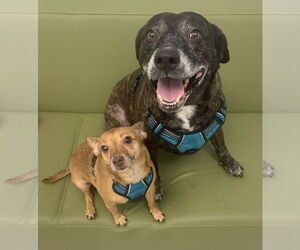 Sheba  [bonded to Bambi] - Female Mutt Dog for Adoption - Photo #11