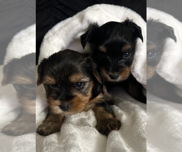 Medium Photo #2 Yorkshire Terrier Puppy For Sale in GILROY, CA, USA