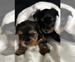 Small Photo #2 Yorkshire Terrier Puppy For Sale in GILROY, CA, USA