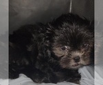 Small #7 Shih Tzu