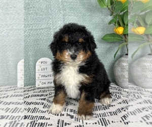 Bernedoodle (Miniature) Puppy for sale in FRANKLIN, IN, USA