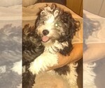 Puppy 2 Havachon-Havanese Mix