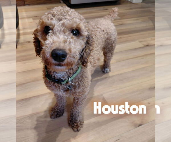 Medium Photo #9 Poodle (Miniature) Puppy For Sale in Crystal, MN, USA