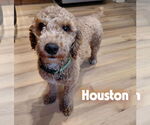 Small #8 Poodle (Miniature)