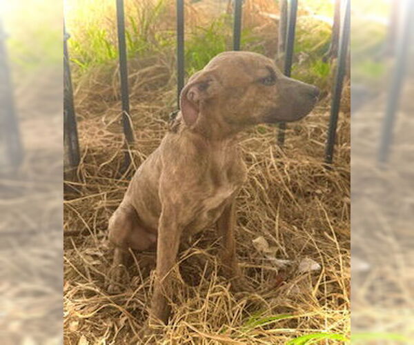 Medium Photo #2 Black Mouth Cur-Catahoula Leopard Dog Mix Puppy For Sale in Pleasanton, TX, USA