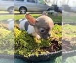 Small Photo #10 French Bulldog Puppy For Sale in NORTH LITTLE ROCK, AR, USA