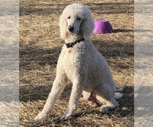 Father of the Goldendoodle-Poodle (Standard) Mix puppies born on 01/29/2020