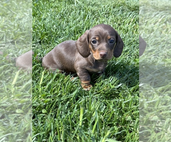 Medium Photo #1 Dachshund Puppy For Sale in NATHALIE, VA, USA