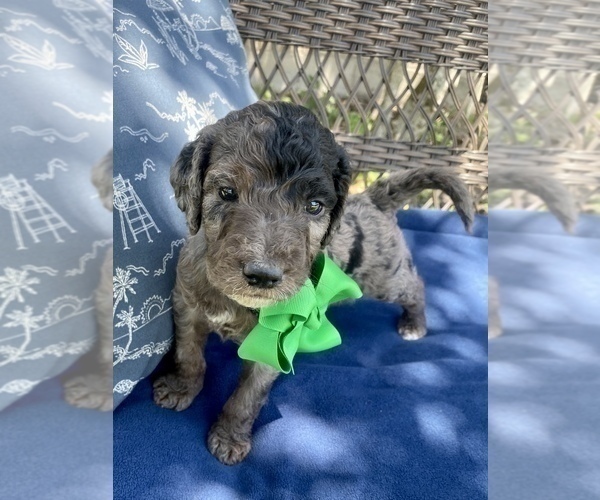 Medium Photo #2 Double Doodle Puppy For Sale in FRIENDSWOOD, TX, USA