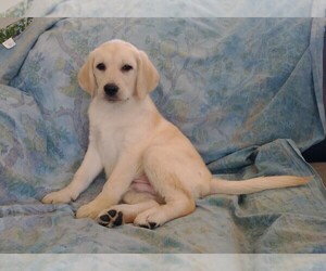 Labrador Retriever Puppy for sale in CALIENTE, CA, USA