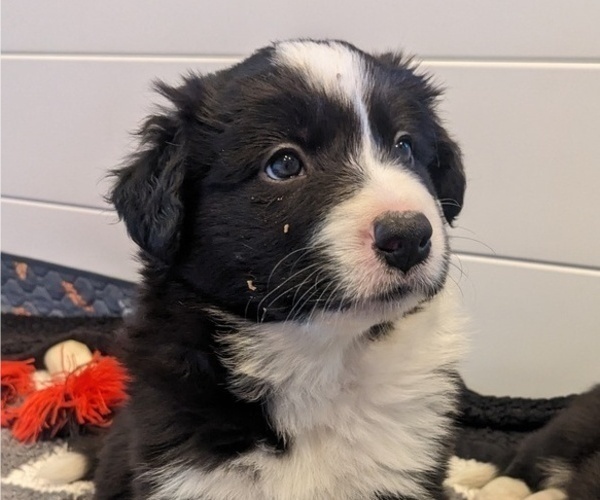 Medium Photo #3 Border Collie Puppy For Sale in HARRISON, ID, USA