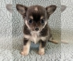 Small #4 Chihuahua