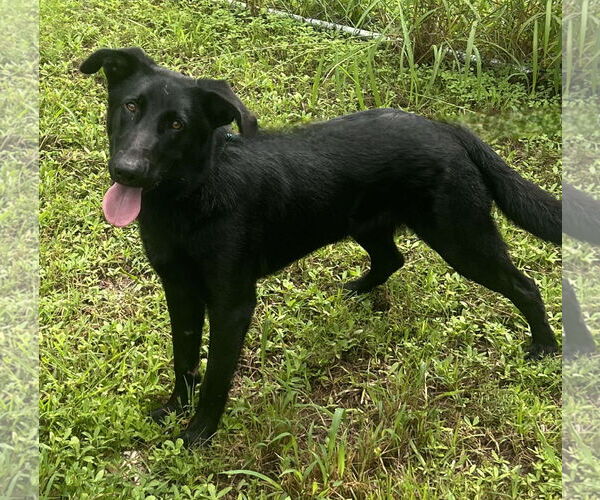Medium Photo #5 Labrador Retriever-Unknown Mix Puppy For Sale in Tampa, FL, USA