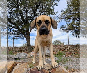 Mastiff-Unknown Mix Dogs for adoption in Vail, AZ, USA