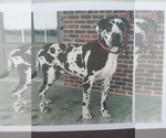 Small Photo #4 Great Dane Puppy For Sale in SHIPSHEWANA, IN, USA
