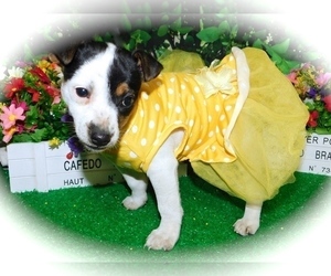 Jack-Rat Terrier Puppy for sale in HAMMOND, IN, USA