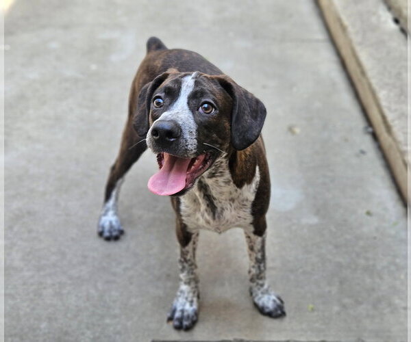 Medium Photo #4 Boglen Terrier Puppy For Sale in Chicago, IL, USA