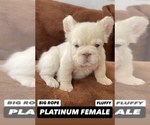 Small #10 French Bulldog