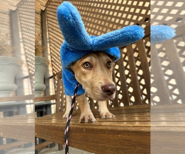 Medium Photo #2 Mutt Puppy For Sale in Germantown, OH, USA