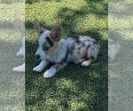 Small #3 Pembroke Welsh Corgi