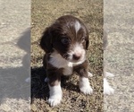Small #15 Aussiedoodle