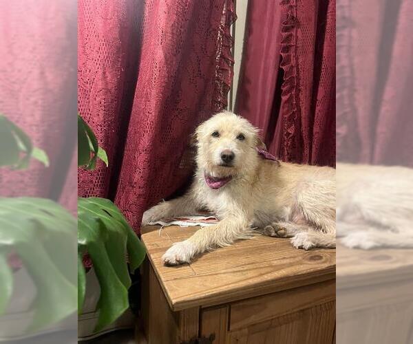 Medium Photo #2 Mutt Puppy For Sale in San Antonio, TX, USA