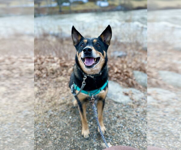 Medium Photo #7 Mutt Puppy For Sale in West Cornwall, CT, USA