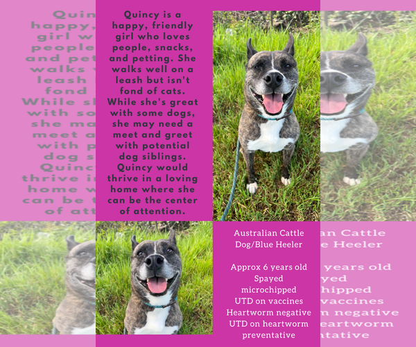 Medium Photo #5 Mutt Puppy For Sale in Chico, CA, USA