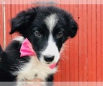 Small Photo #6 Border Collie Puppy For Sale in CLAY, PA, USA