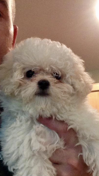 Medium Photo #1 Poochon Puppy For Sale in DELMAR, NY, USA