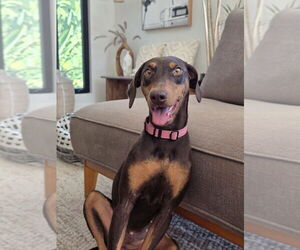 Doberman Pinscher Dogs for adoption in San Diego, CA, USA