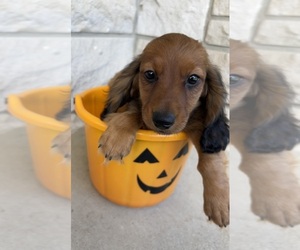 Dachshund Puppy for sale in INDIANAPOLIS, IN, USA