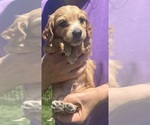 Small #4 Dachshund