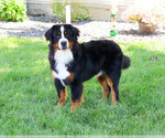 Small Photo #1 Bernese Mountain Dog Puppy For Sale in SYRACUSE, IN, USA
