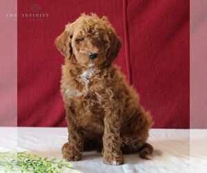 Goldendoodle-Poodle (Miniature) Mix Puppy for sale in GORDONVILLE, PA, USA