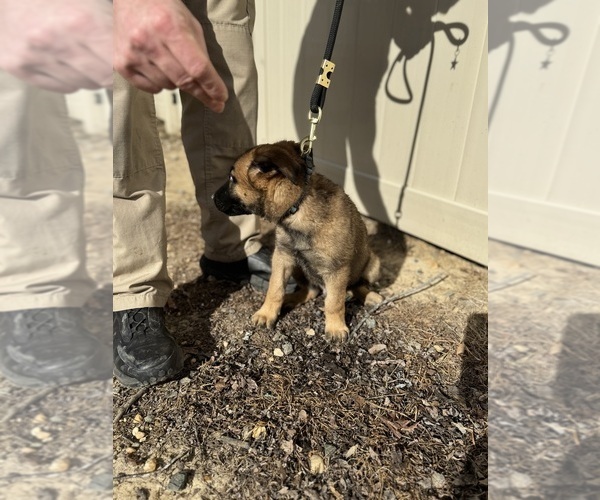 Medium Photo #3 German Malinois Puppy For Sale in FREDERICKSBURG, VA, USA