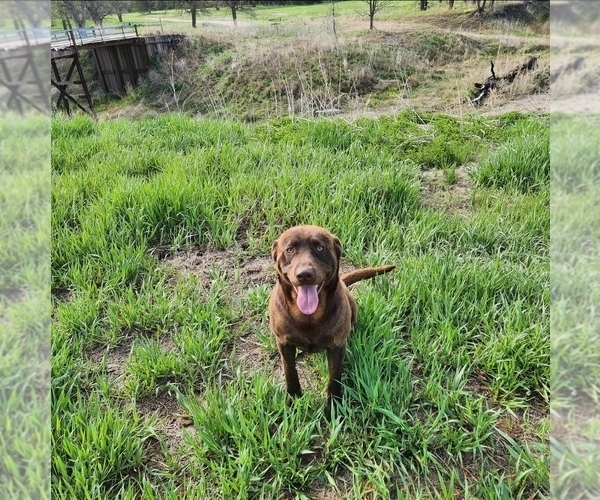 Medium Photo #1 Labrador Retriever Puppy For Sale in LONG PINE, NE, USA