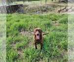 Small Photo #1 Labrador Retriever Puppy For Sale in LONG PINE, NE, USA