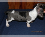 Small Photo #2 Dachshund Puppy For Sale in LANSING, MI, USA