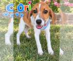 Ori (M) - Male Fox Terrier (Toy)-Unknown Mix Dog for Adoption - Small photo