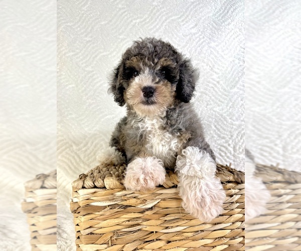 Medium Photo #2 Miniature Bernedoodle Puppy For Sale in GREENFIELD, IN, USA