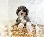 Small #1 Miniature Bernedoodle