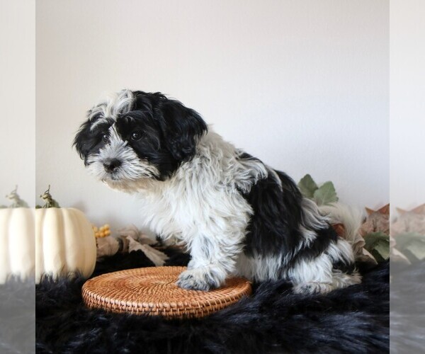 Medium Photo #3 Zuchon Puppy For Sale in ARTHUR, IL, USA