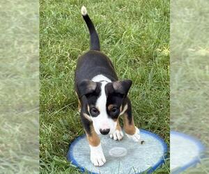Medium Labrador Retriever Mix