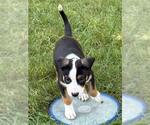 Small Labrador Retriever Mix